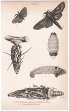 Plate 9 
Metamorphoses of Oiketicus Kirbyi
Cryptothelos Macleayi